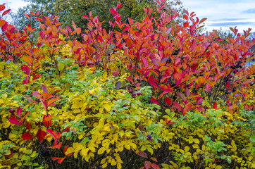 Black chokeberry bushes in October become red - 227770910