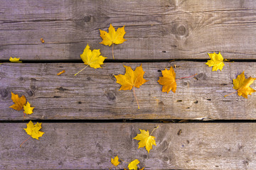 Autumn yellow maple leaves lie on the old unpainted wooden floor. Autumn mood