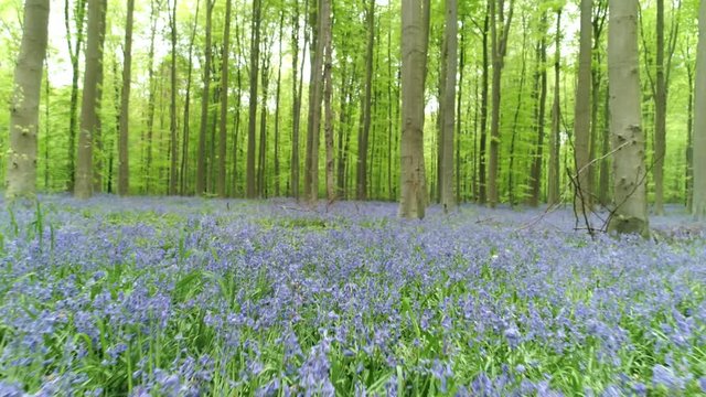 Blooming bluebells in Halle Forest,.Walking through blue flower carpet among trees. Hallerbos, Belgium