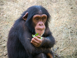 Chimpanz&eacute;
