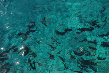 Fototapeta na wymiar snorkeling in Egypt over beautiful red sea coral riffs while trip as tourist a lot of fishes