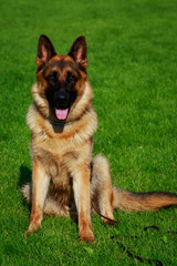 Dog breed German Shepherd