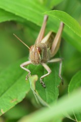 Patanga japonica