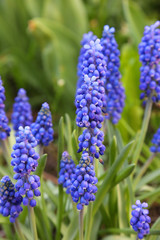 blue flowers in the garden