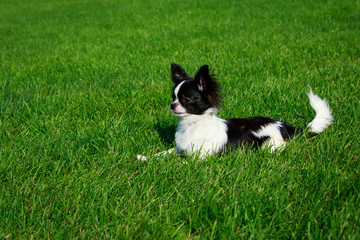 Dog breed Chihuahua