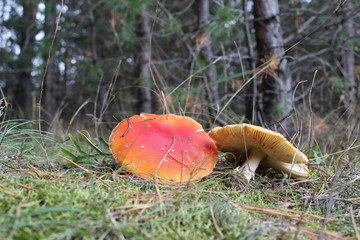 two yellow mushrooms