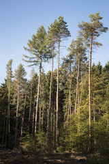 coniferous forest with high pines and spruces against the blue sky, vertical