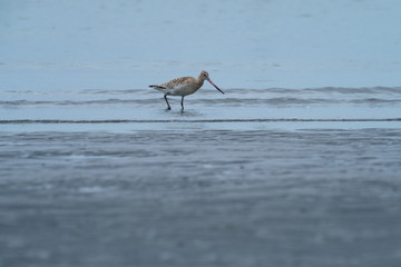 干潟のオオソリハシシギ