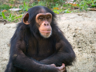 Chimpanzé