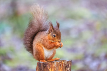 Red squirrel in idyllic woodland background