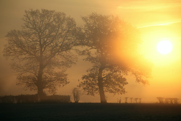 Fototapeta na wymiar Cold misty morning of trees silhouette in countryside field