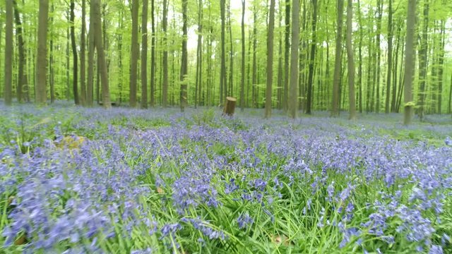 Flowering meadow between trees. Blooming bluebells in Halle Forest.