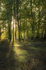 beautiful deciduous forest with green foliage in the warm evening light with sunrays, vertical