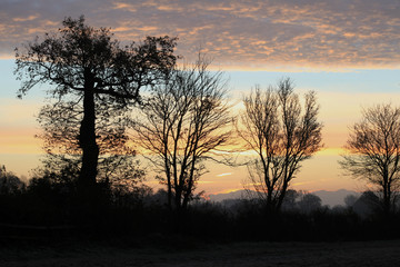 Fototapeta na wymiar Winter sunrise with silhouetted trees in a countryside field, Gosfield, Essex, England