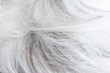 White dogs wool fur background texture wallpaper.