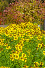 Autumn bouquet of yellow flowers