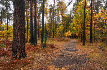 walk in the autumn forest. autumn colors. autumn fogs. colors of autumn. melancholy.
