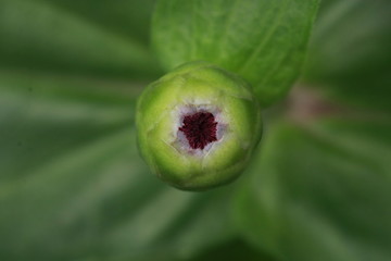 Top view of zinnia flower in the garden