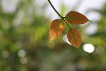 Transparent young orange leaves on tree