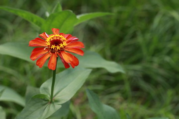 Zinnia flower and white bokeh on green background