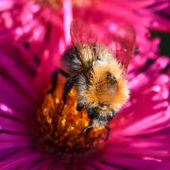 Ackerhummel auf Herbstaster 01