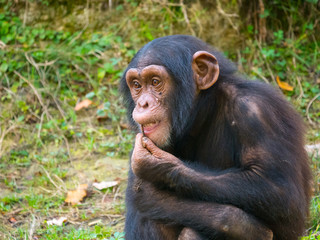 Chimpanz&eacute;