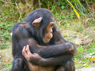 Chimpanzé