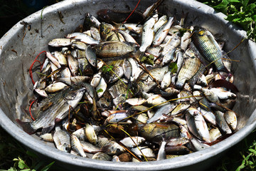 Many freshwater fish in the basin , Fisheries in Thailand , Java barb or Silver barb with Mango fish