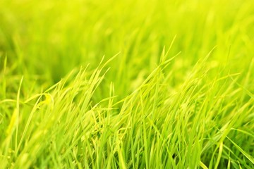 Green grass natural background texture, lawn background