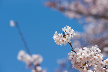 桜爛漫