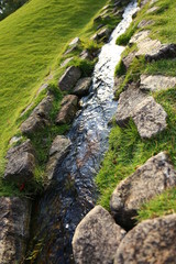 stream in forest