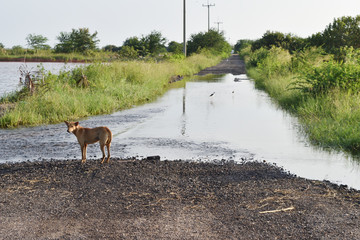 River overflowing into the road with brown dog and Black-winged Stilt birds walking in water...