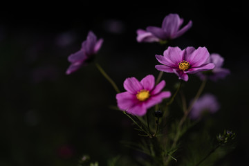 Fototapeta premium 秋桜 cosmos