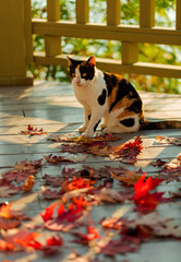 Funny cat on the terrace sitting on red maple leaves on gray wooden background. Selective focus.