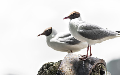 Two birds