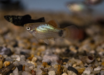 Obraz na płótnie Canvas Platy (Xiphophorus maculatus) in freshwater aquarium