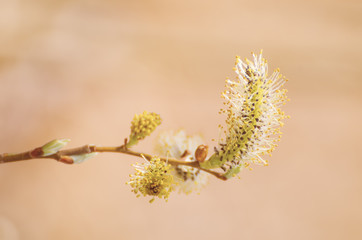 Blooming willow branch in springtime, seasonal sunny easter background