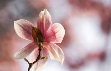 Obraz na płótnie Canvas flower of magnolia