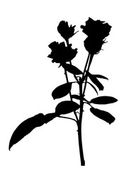 Beautiful Silane White and Black Roses. Isolated on White Background. Vector Illustration