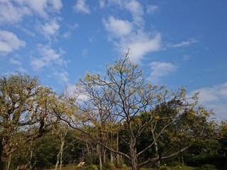 Trees 