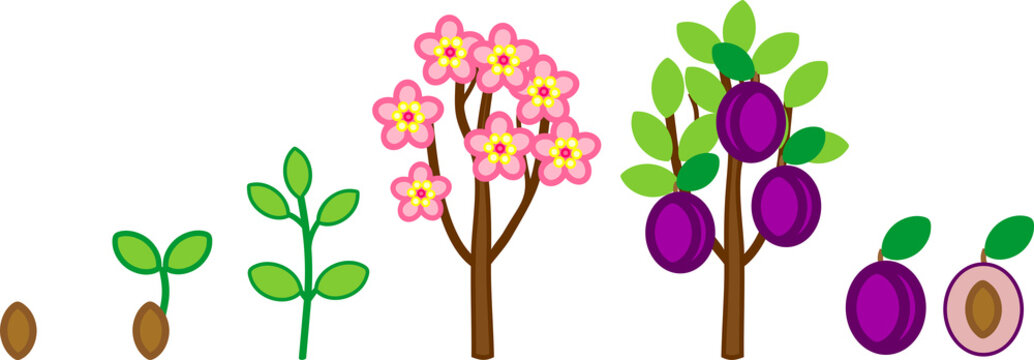 Life cycle of plum tree. Plant growth stage from seed to tree with fruits