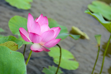 Lotus flower plants