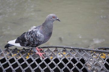 Close up of pigeon bird 