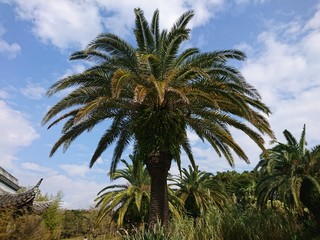 Obraz premium Palm 