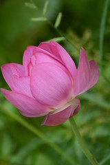 Fototapeta na wymiar Lotus flower plants