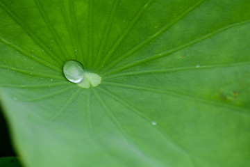 Lotus flower plants