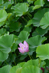 Lotus flower plants