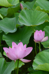 Fototapeta premium Lotus flower plants
