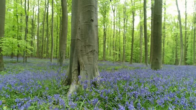 Blue flowers around big tree. Blooming bluebells meadow in forest Hallerbos, Belgium