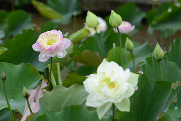 Obraz premium Lotus flower plants